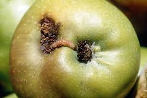 uploads/images/pest/apple moth.jpg